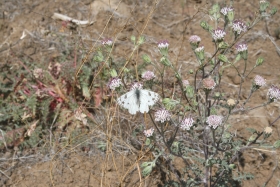 Douglas false yarrow, Douglas' dustymaiden (Chaenactis douglasii) 